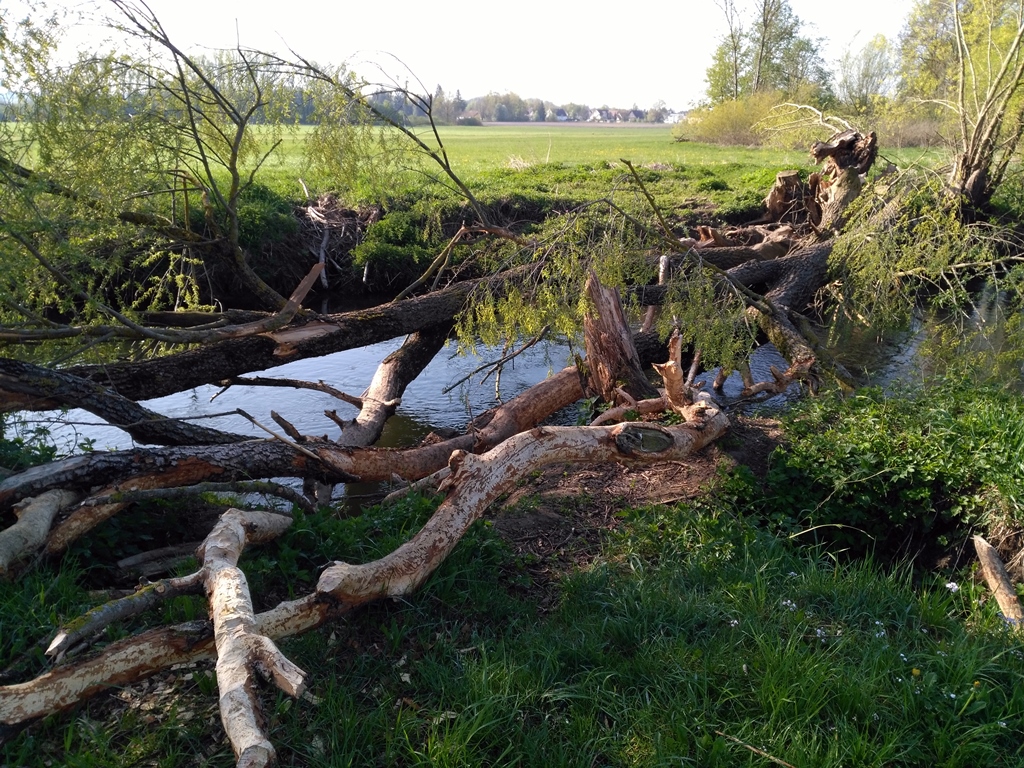 Umgestürzter Baum durch Sturm an der Paar 2 mit Biberverbiss.